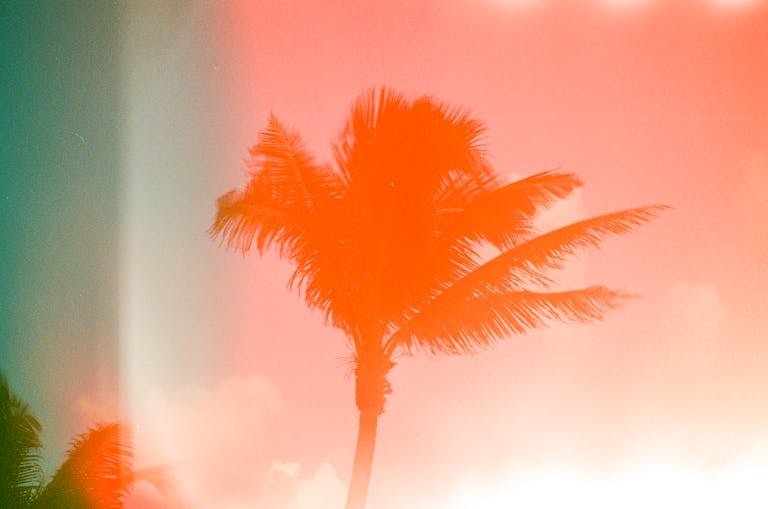 Palm in Orange Light